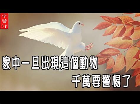 小鳥死在家門口|【死鳥風水】家中出現死鳥？揭開死鳥風水背後的神秘面紗